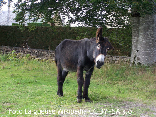 Grand Noir du Berry