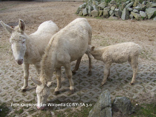 Onager